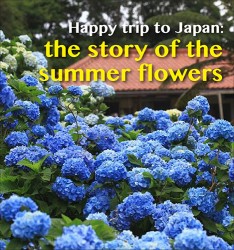 Happy trip to Japan: the story of the summer flowers